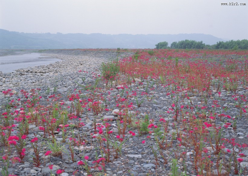 绿色树木和湖泊图片