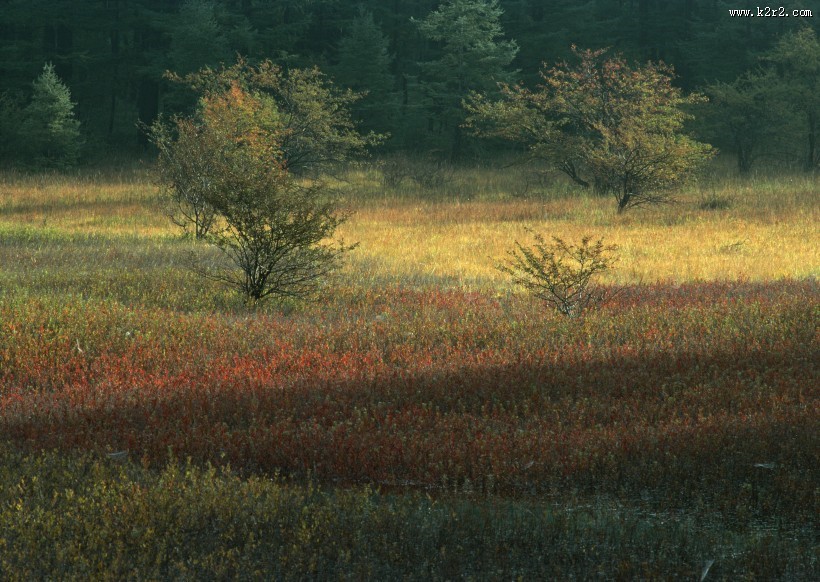 秋季红叶和湖水图片