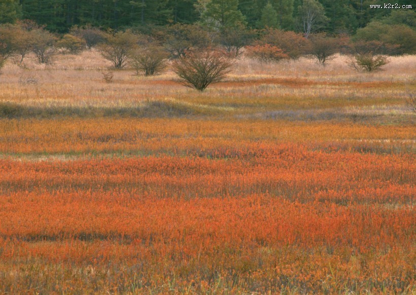 秋季红叶和湖水图片