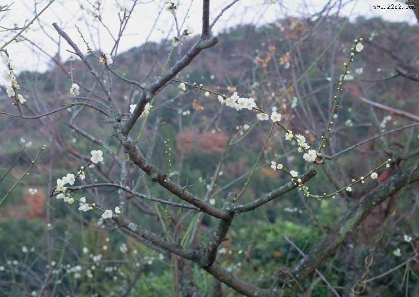 春季风景如画图片