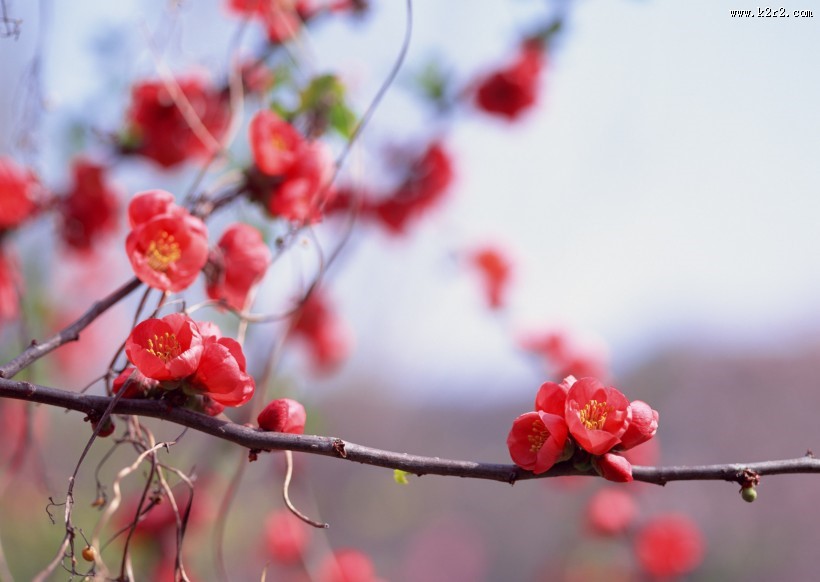 春季风景如画图片