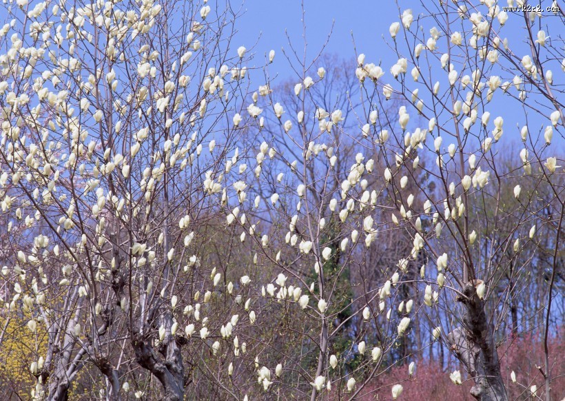 春季风景如画图片
