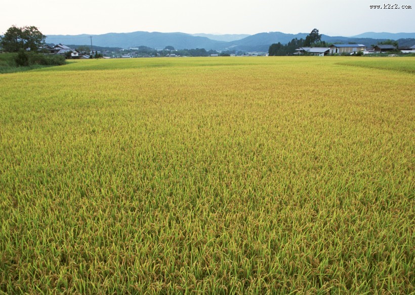 秋季稻田图片