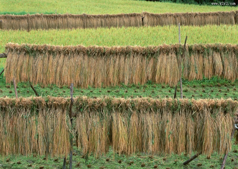 秋季稻田图片
