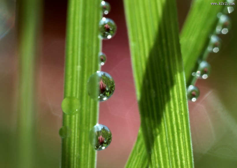 植物上的露珠图片大全