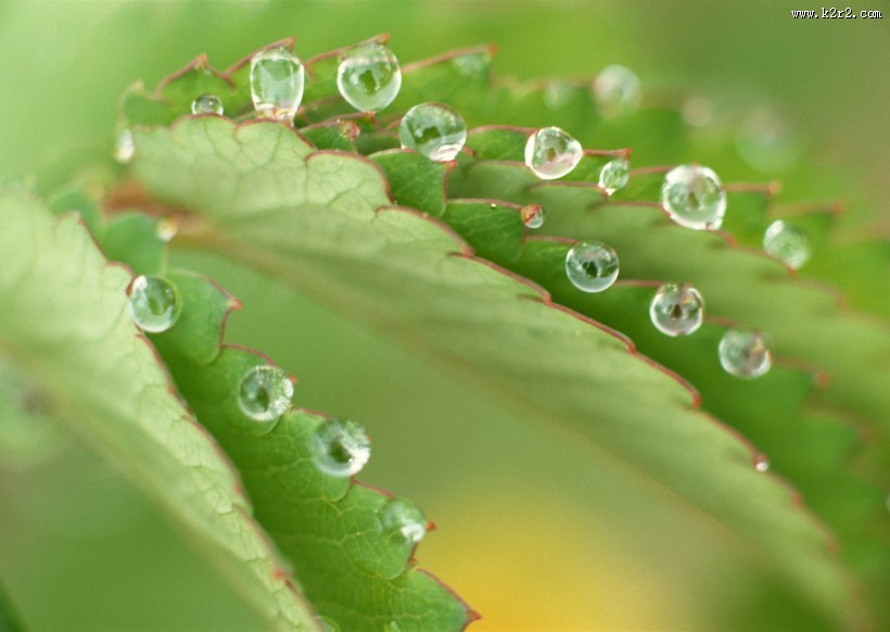 植物上的露珠图片大全