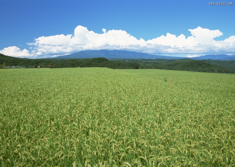 蓝天白云麦田图片