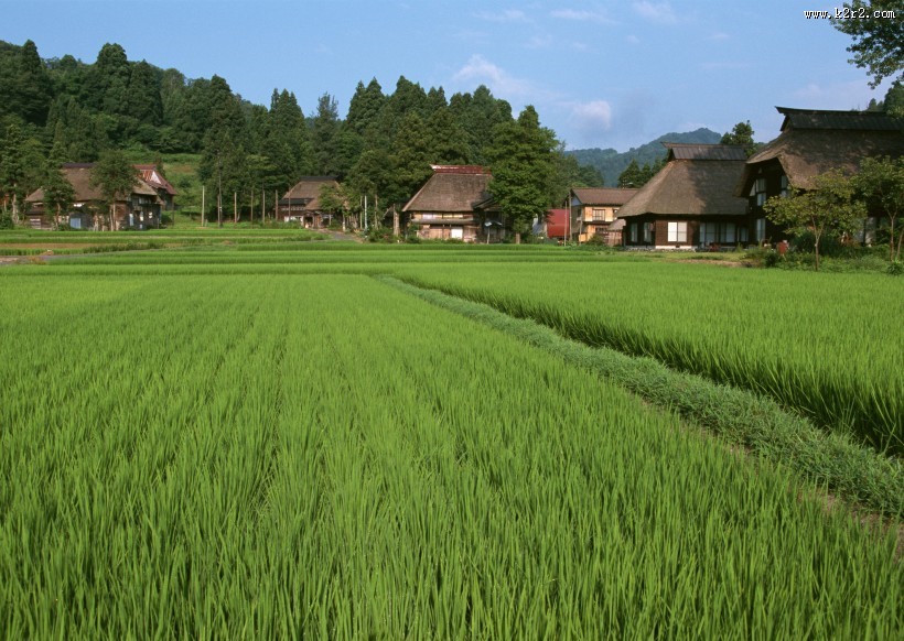 蓝天白云麦田图片