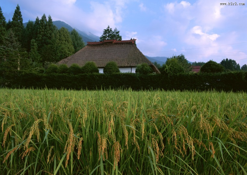 蓝天白云麦田图片