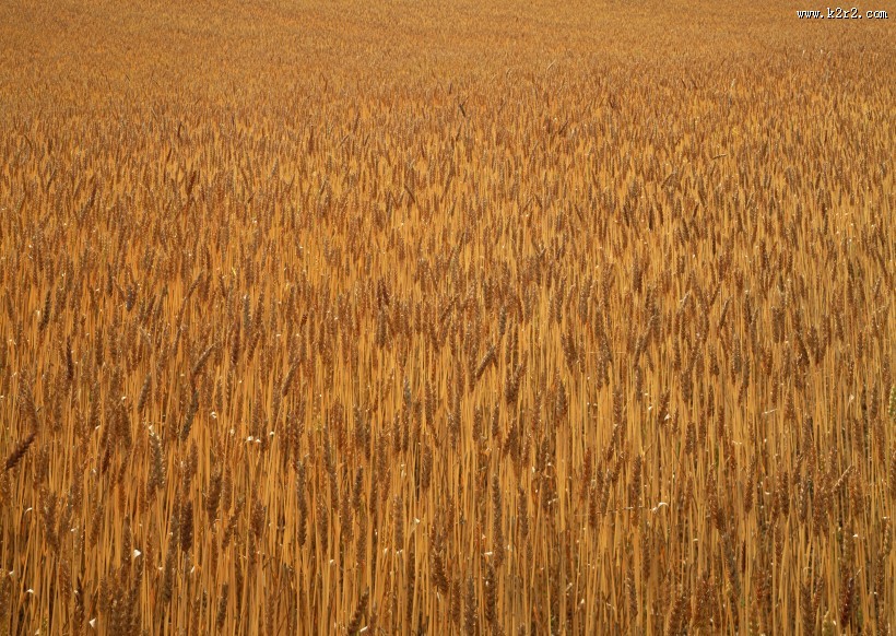 秋天的麦田图片