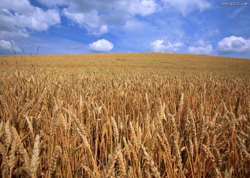 秋天的麦田图片