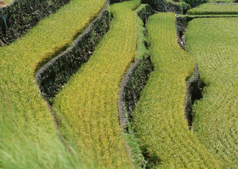 梯田图片