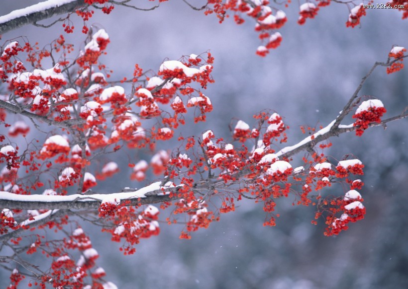 冬季树木植物图片