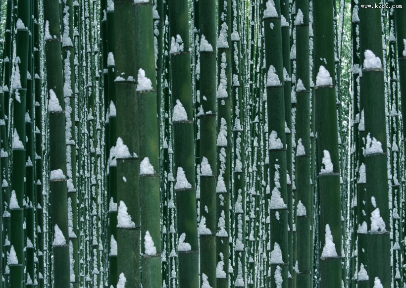 冬季树木植物图片