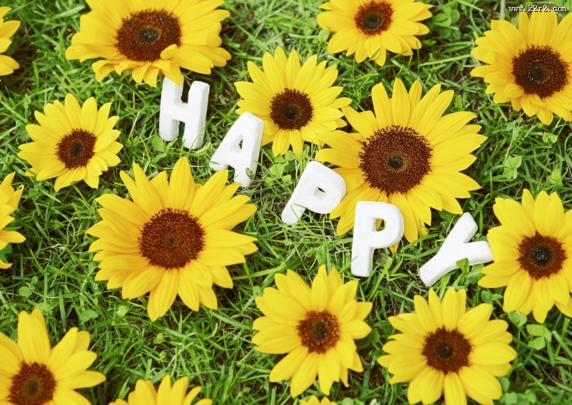 夏季花朵素材图片