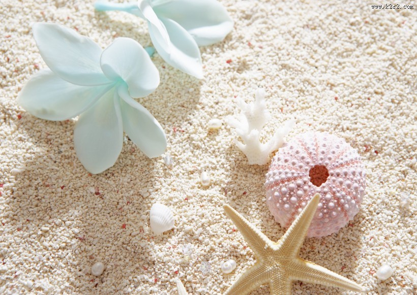 夏季花朵素材图片