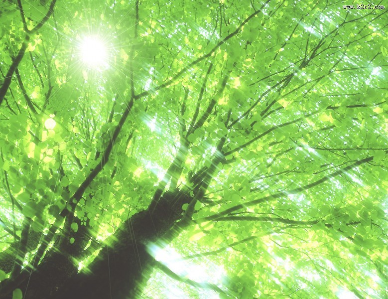 参天大树和阳光图片