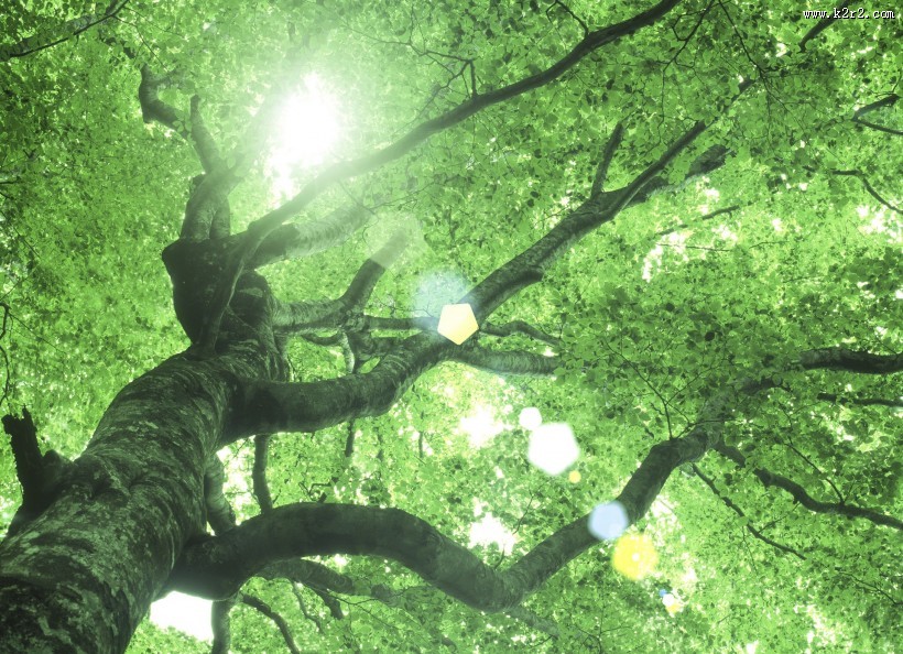 参天大树和阳光图片