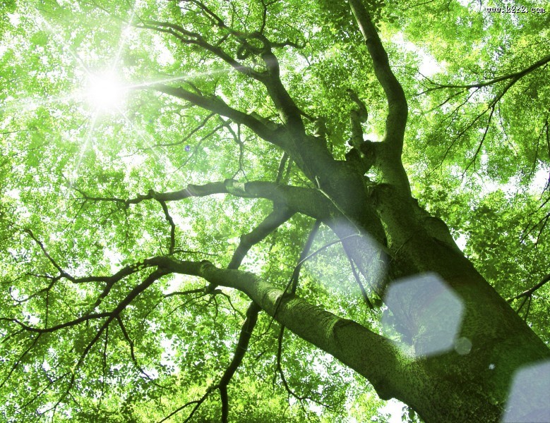 参天大树和阳光图片
