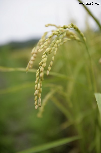 稻子图片大全