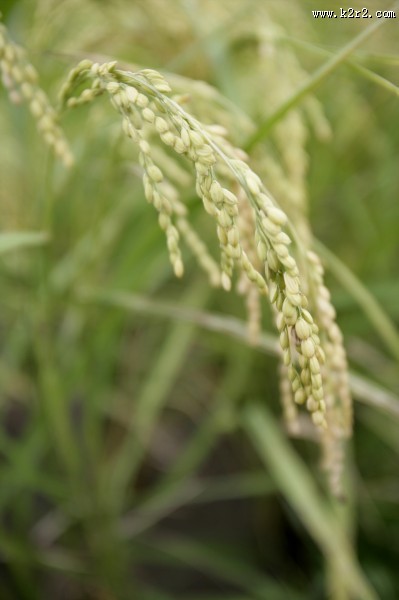 稻子图片大全