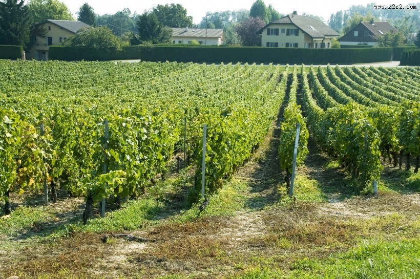 葡萄庄园图片