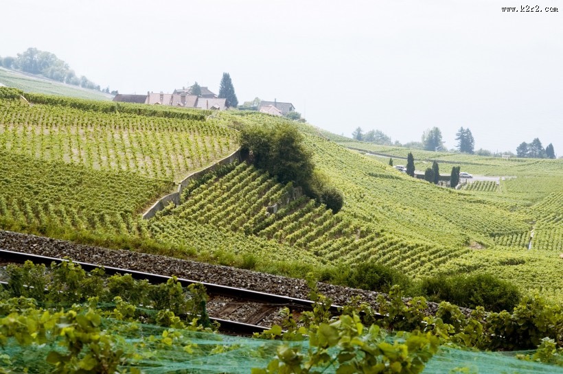 葡萄庄园图片