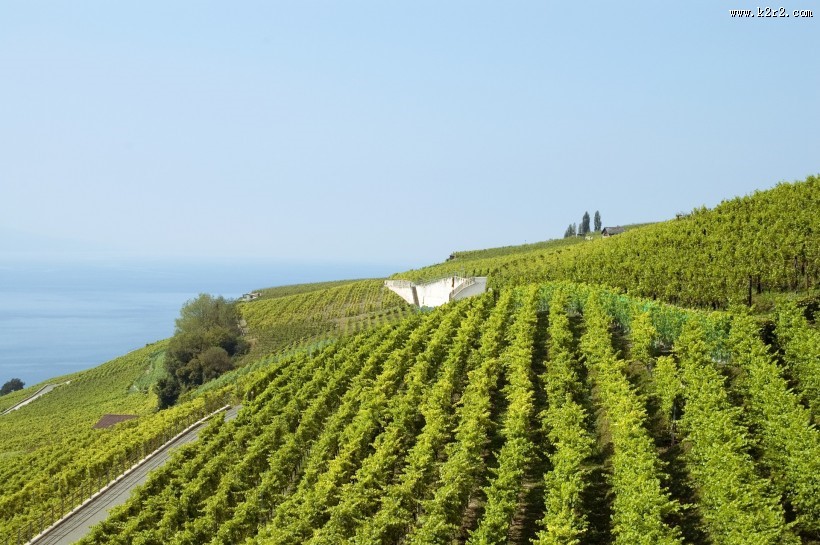 葡萄庄园图片