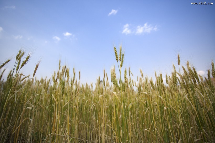 麦田图片