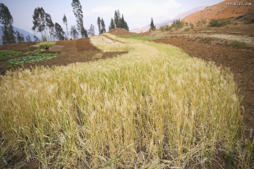 麦田图片