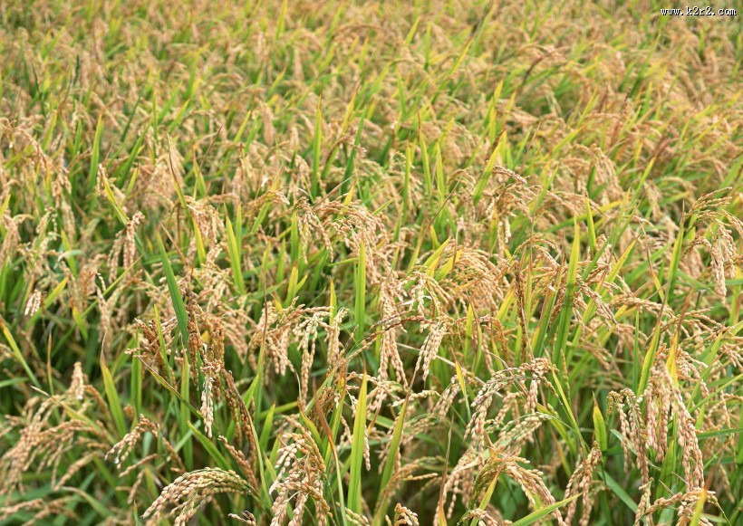 稻子图片
