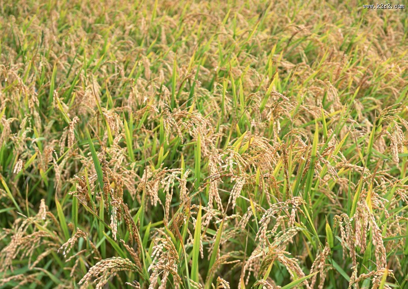 水稻图片