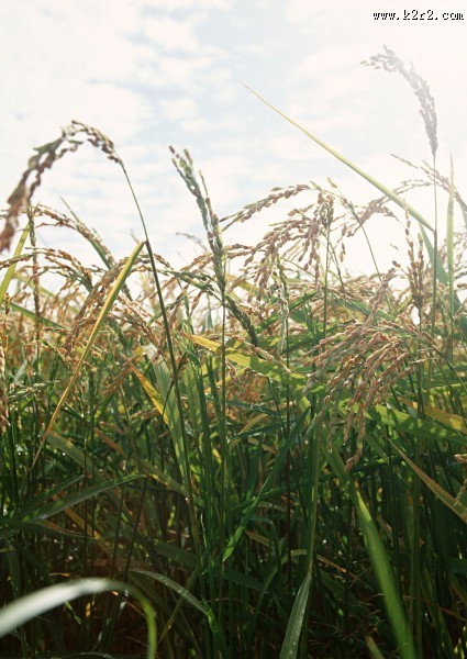 水稻图片