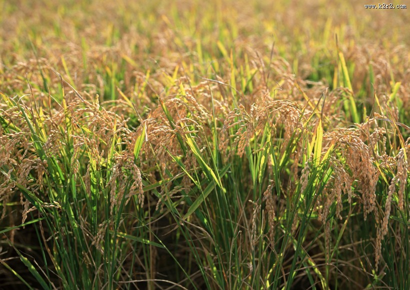 水稻图片