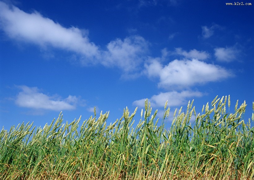 小麦麦田图片