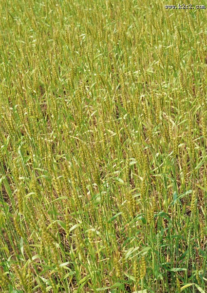 小麦麦田图片