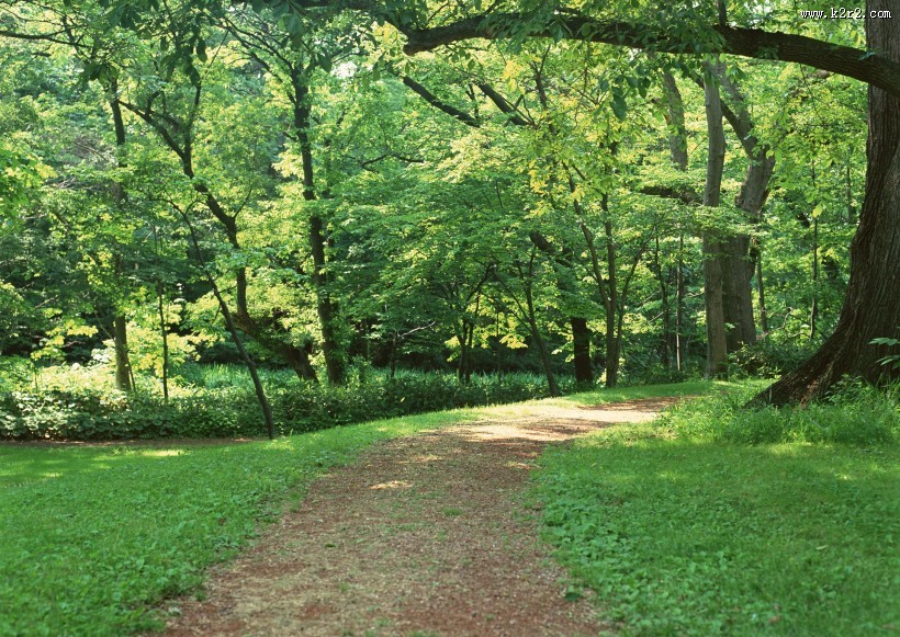 绿荫小路图片大全