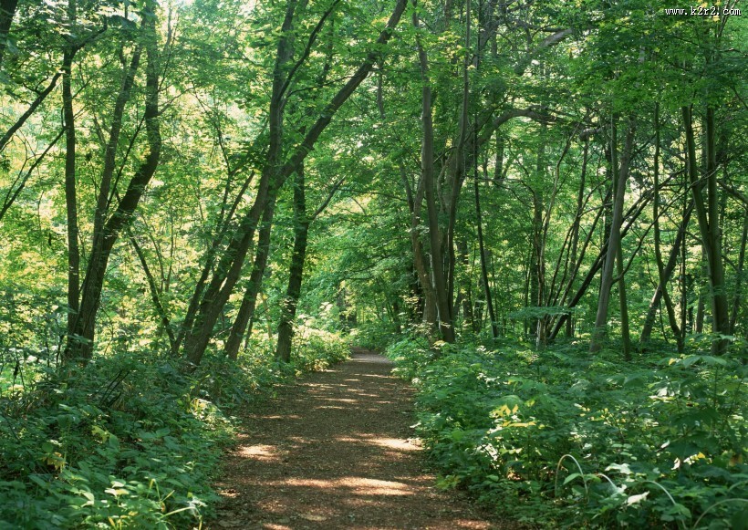 绿荫小路图片
