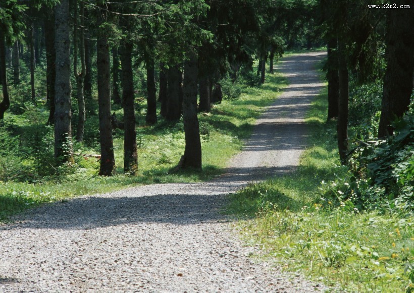 绿荫小路图片