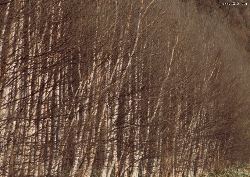 冬天的风景大全