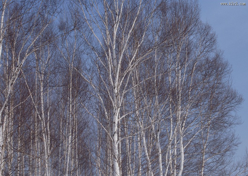 冬天的风景大全