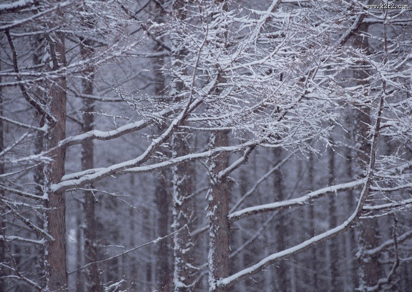 冬天的风景大全