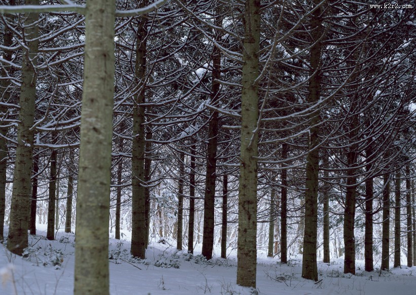 冬天的风景大全