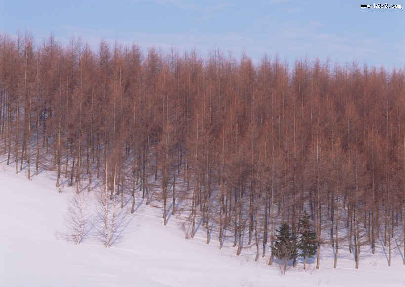 冬天的风景大全