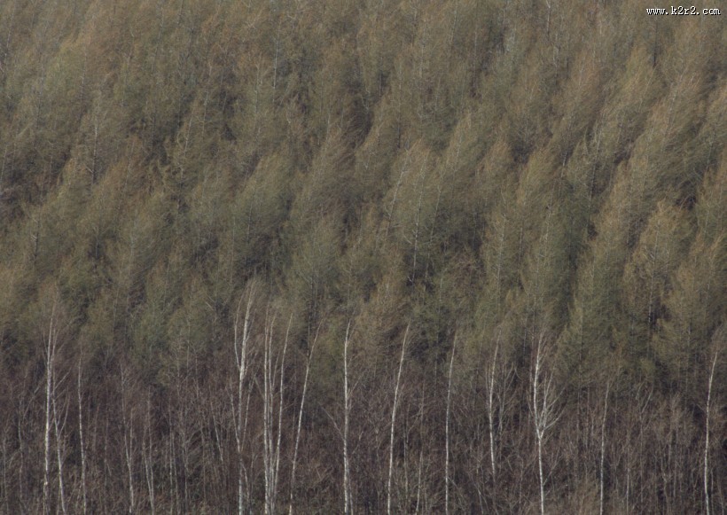 秋季森林图片大全