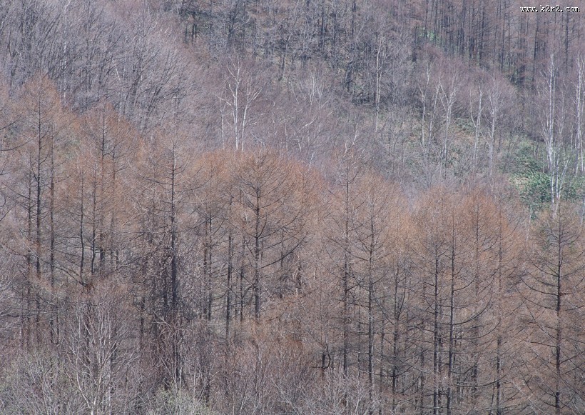 秋季森林图片大全