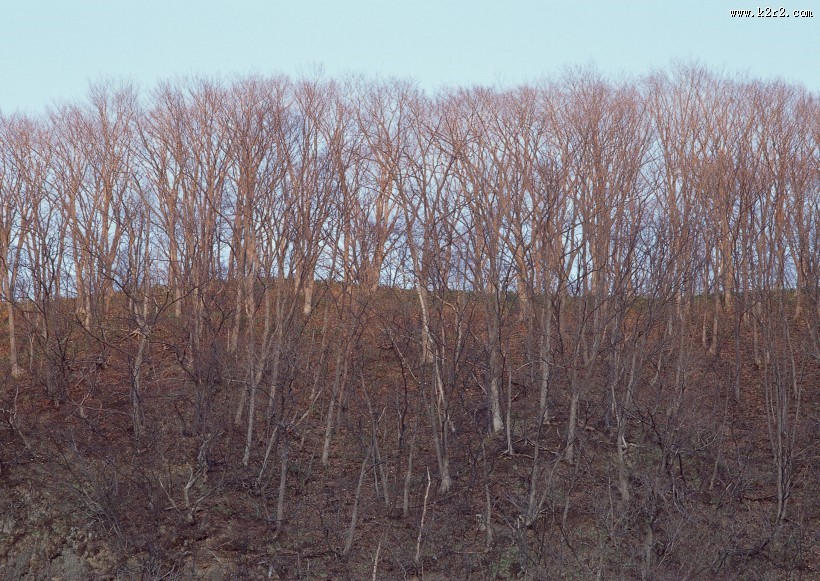 秋季森林图片大全