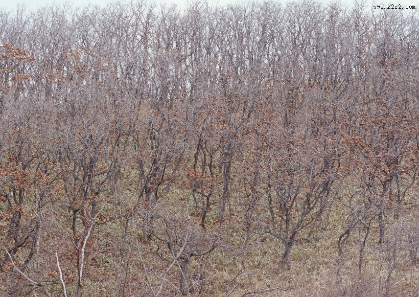 秋季森林图片大全