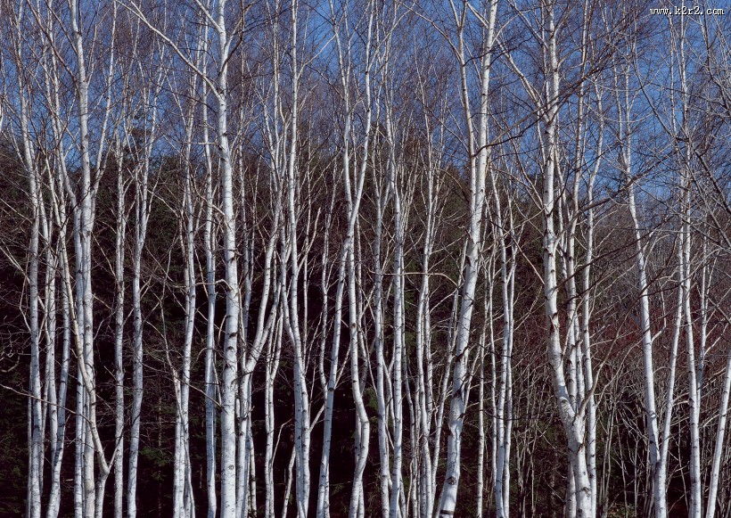 秋季森林图片大全