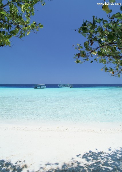 椰树海滨风景图片